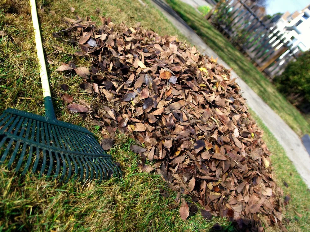 A pile of raked brown leaves on a lawn, with a rake lying beside it.