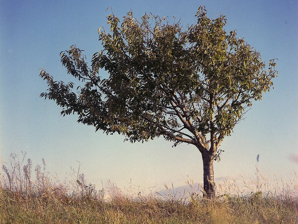A single tree in full leaf, alone in a grassy field under a blue sky.